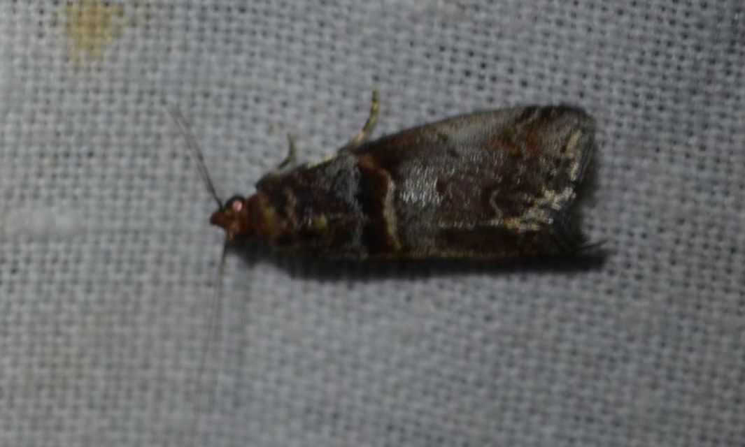 Acrobasis