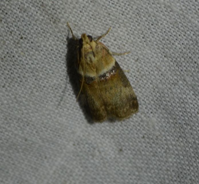 Acrobasis tumidana - bordás karcsúmoly