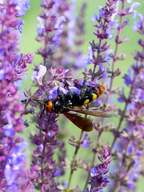 Megascolia maculata - óriás-tőrösdarázs