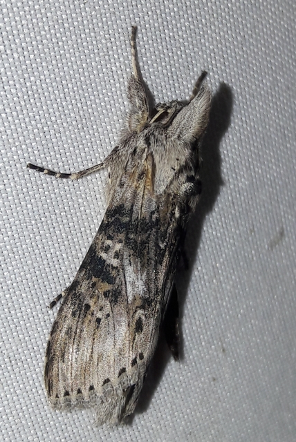 Cucullia absinthii - fehérüröm-csuklyásbagoly