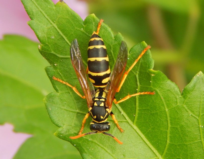 Polistes - papírdarazsak