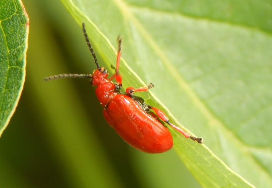 Lilioceris merdigera - hagymabogár Lilioceris merdigera - hagymabogár
