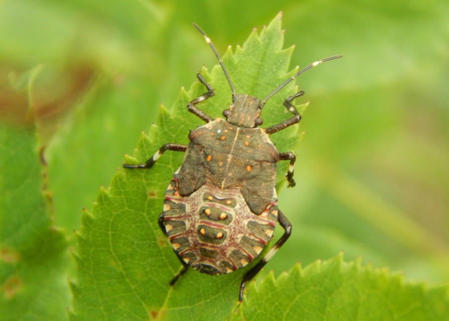 Halyomorpha halys - ázsiai márványospoloska
