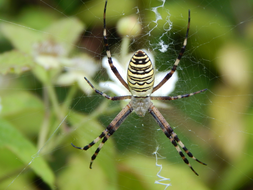 Argiope bruennichi - darázspók