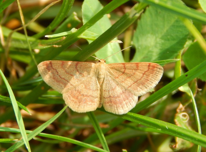 Scopula rubiginata - réti pirosaraszoló