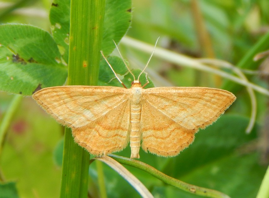 Idaea ochrata - okkerszínű sávosaraszoló