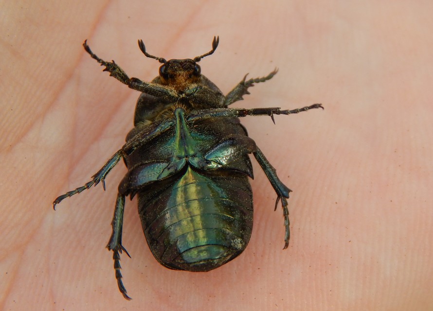 Cetonia aurata - aranyos virágbogár