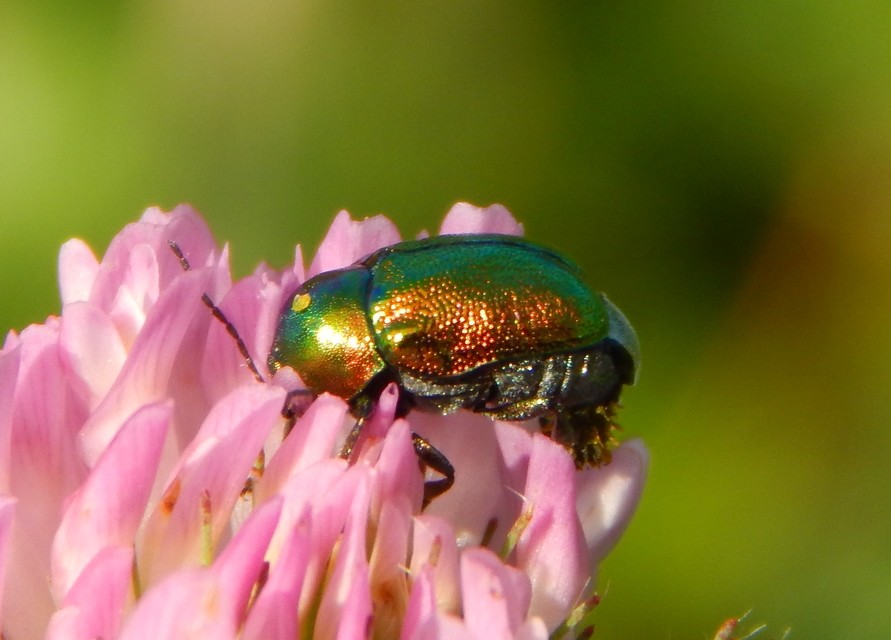 Cryptocephalus
