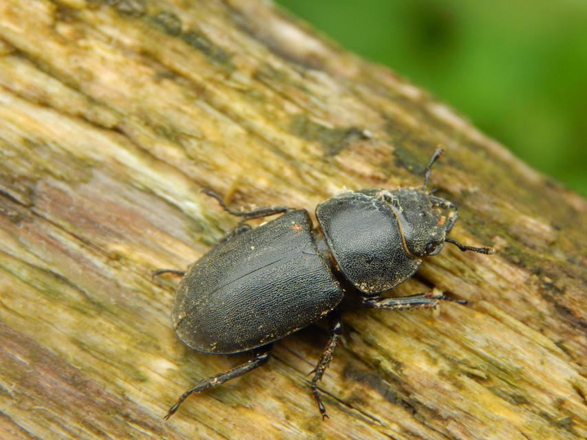 Dorcus parallelipipedus - kis szarvasbogár