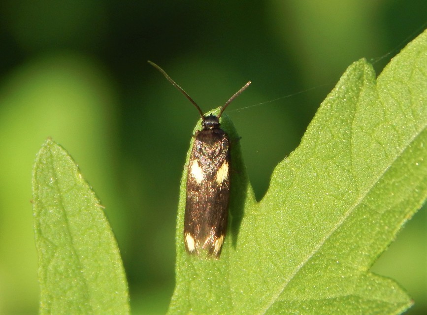 Scythris sinensis - aranyfarú zöldmoly