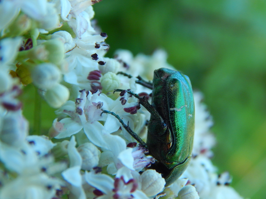 Cetonia aurata - aranyos virágbogár