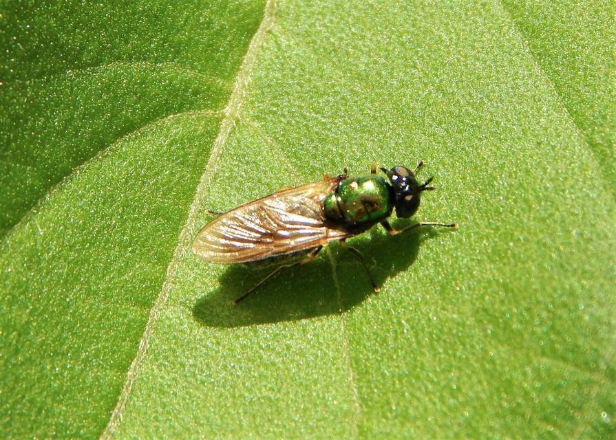 Stratiomyidae - katonalégyfélék