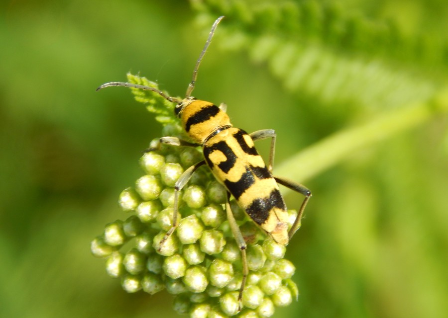 Chlorophorus varius - díszes darázscincér