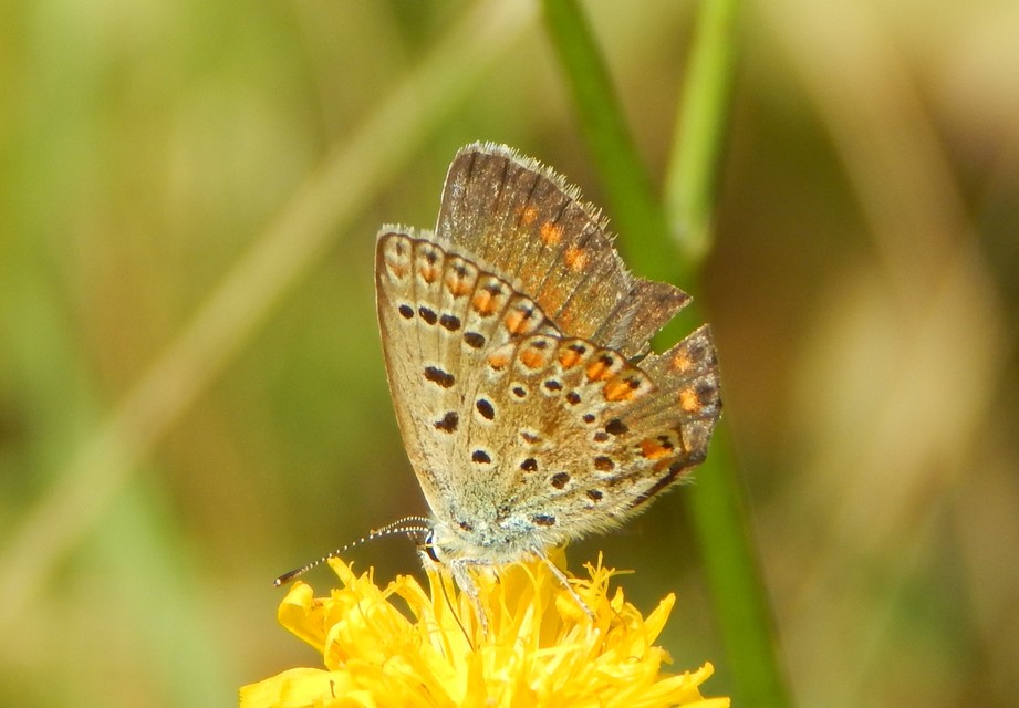 Polyommatus icarus - közönséges boglárka