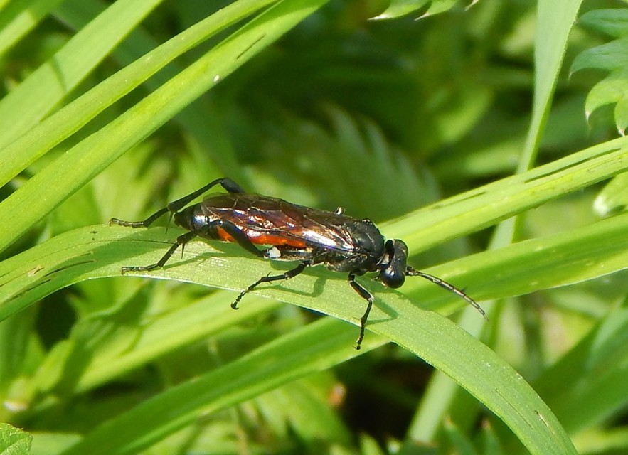 Tenthredinidae - valódi levéldarazsak
