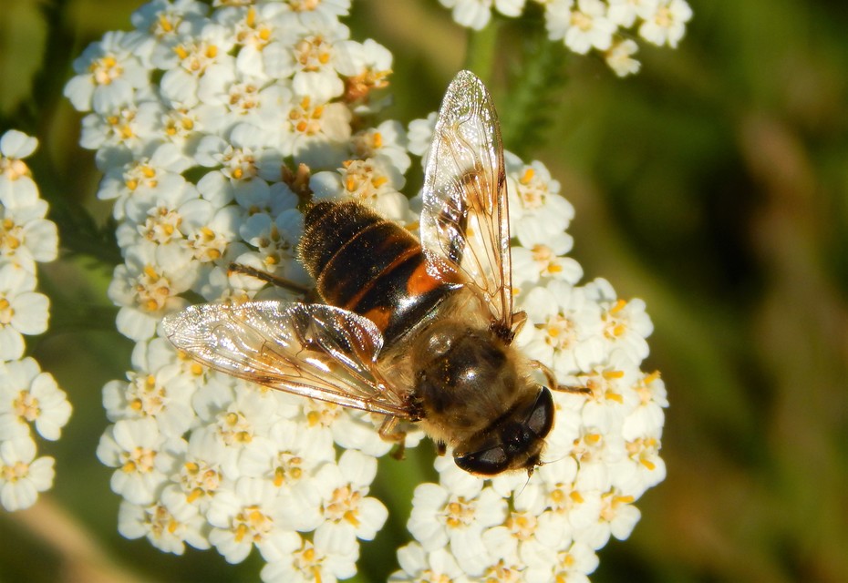 Eristalis