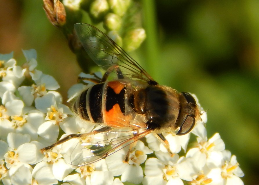 Eristalis arbustorum - fehérarcú herelégy