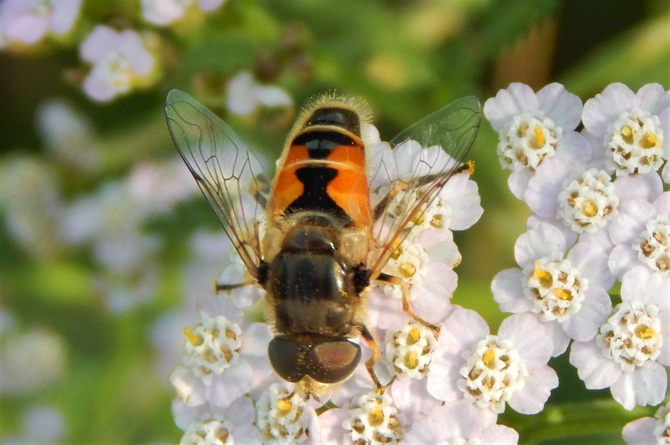 Eristalis arbustorum - fehérarcú herelégy
