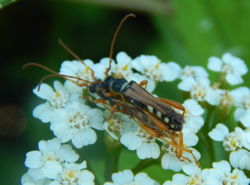 Stenopterus flavicornis - sárgacsápú keskenyfedőscincér
