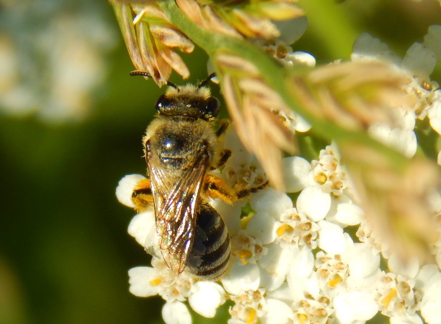 Hymenoptera - Hártyásszárnyúak