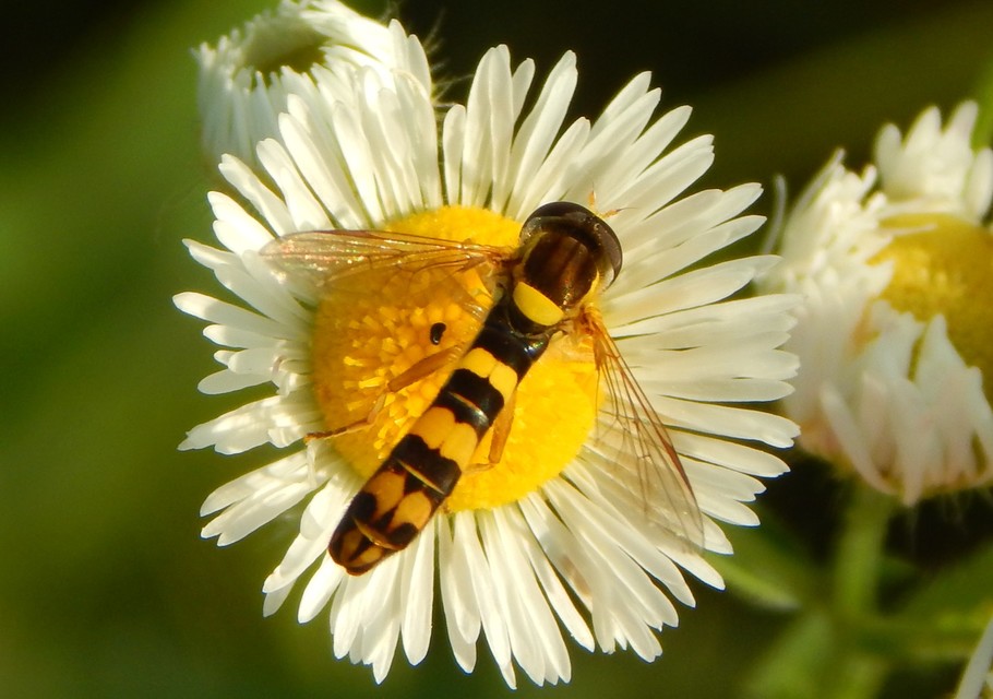 Sphaerophoria
