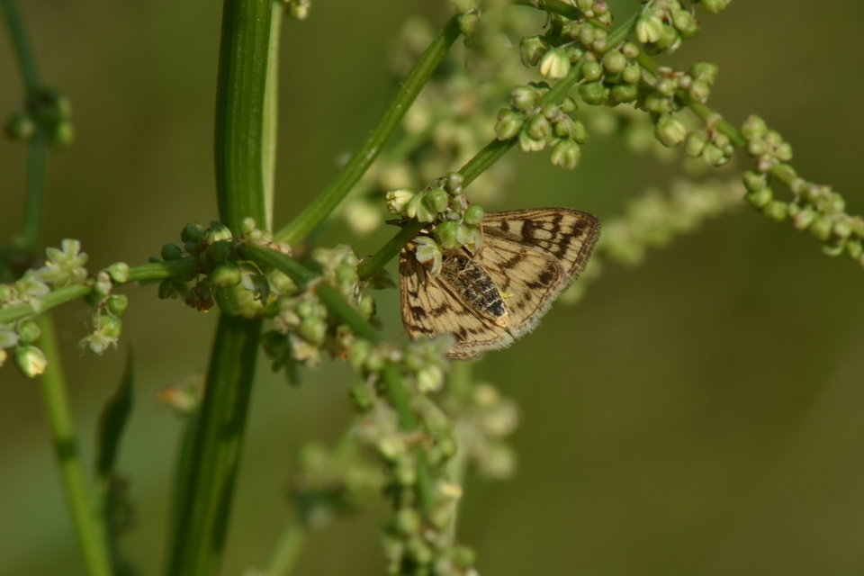 Sitochroa verticalis - világossárga dudvamoly