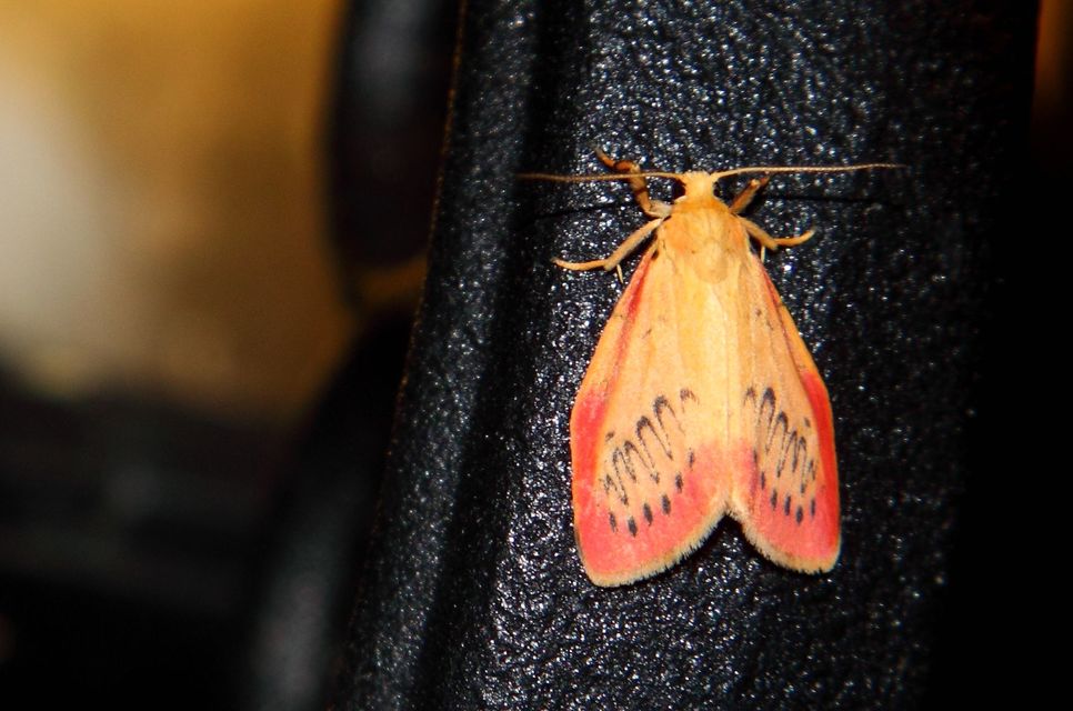 Miltochrista miniata - piros medvelepke
