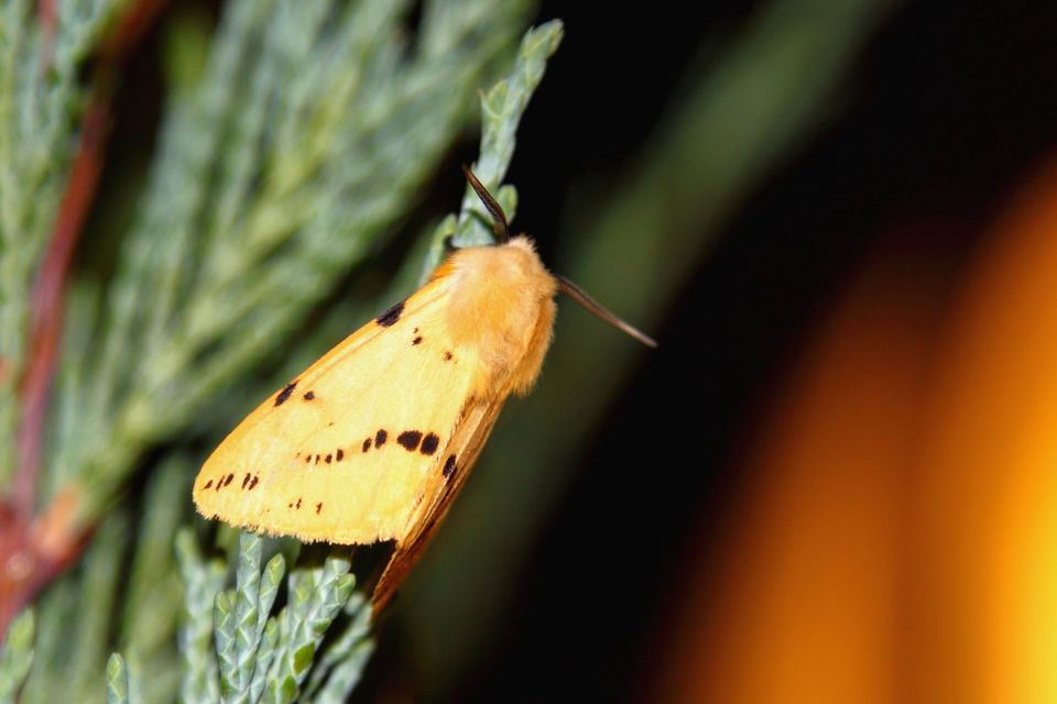Spilarctia lutea - sárgás medvelepke
