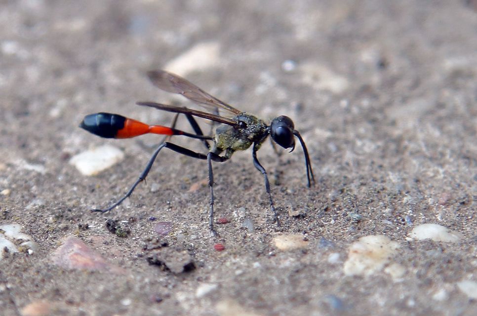 Ammophila