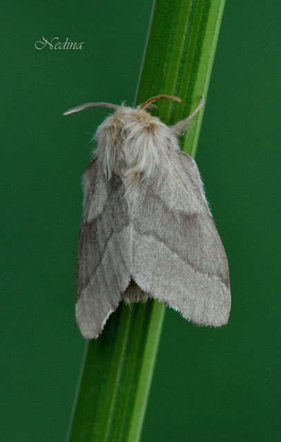 Malacosoma neustria - gyűrűsszövő