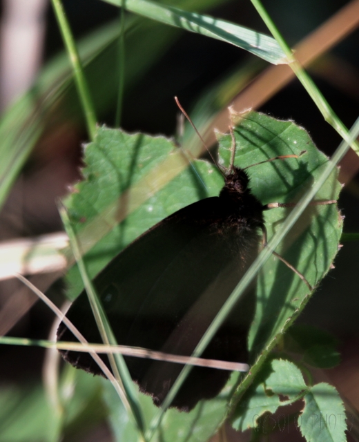 Minois dryas - fekete szemeslepke