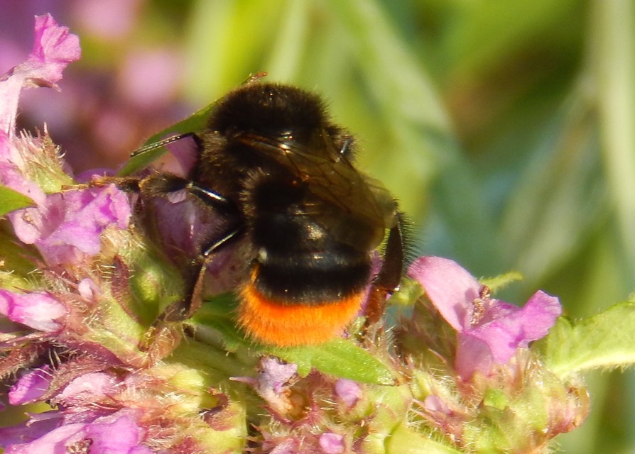 Bombus lapidarius - kövi poszméh