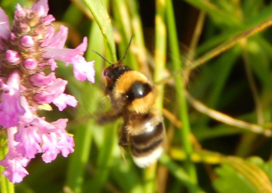 Bombus - poszméhek