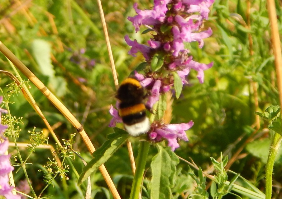 Bombus terrestris/lucorum