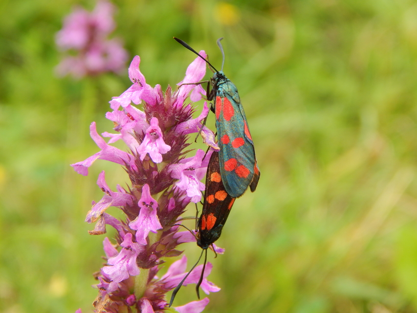 Zygaena filipendulae - acélszínű csüngőlepke