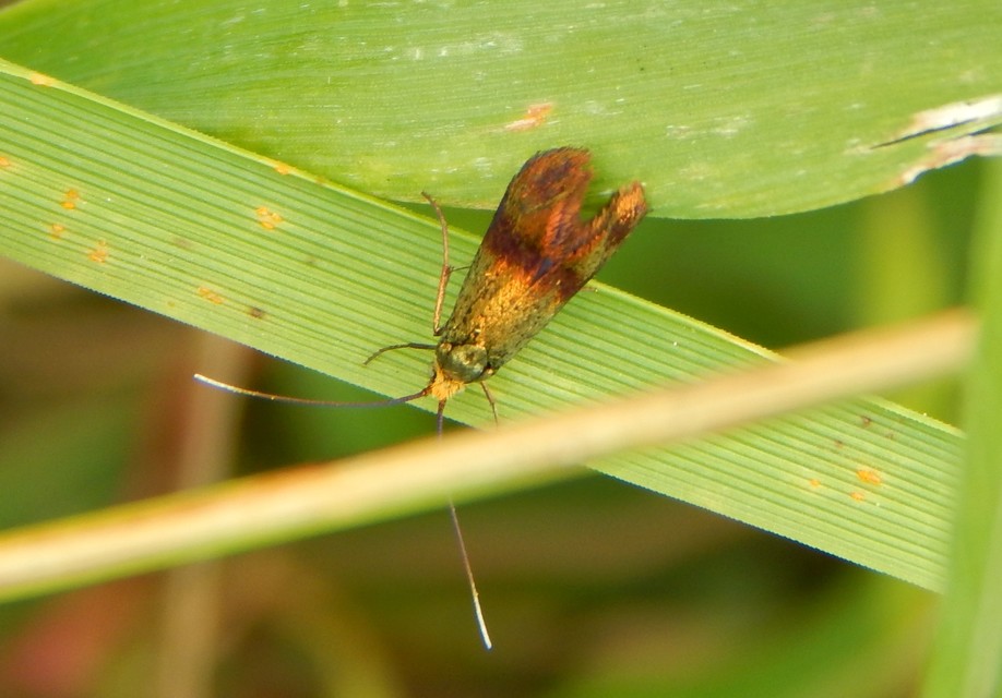 Adelidae - hosszúcsápú-tőrösmolyfélék
