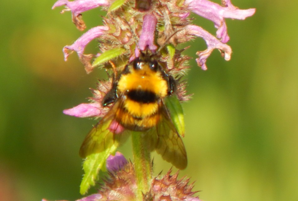 Bombus - poszméhek