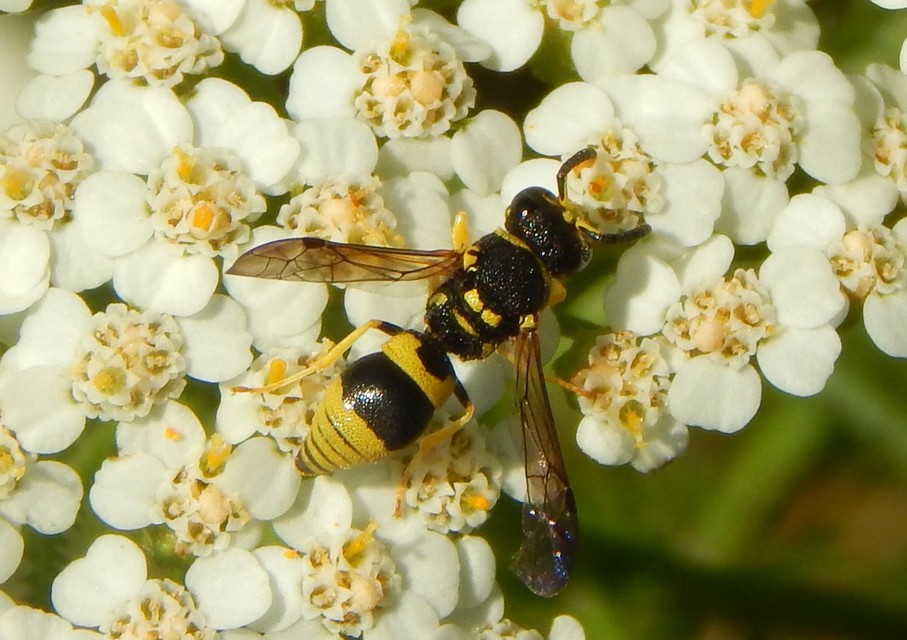 Ancistrocerus