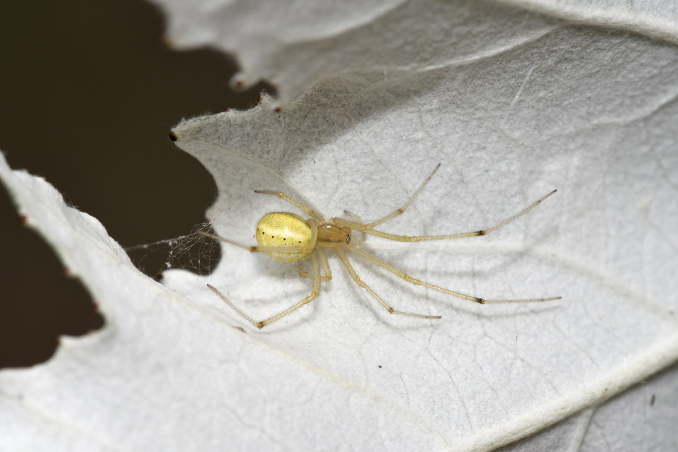 Enoplognatha ovata/latimana