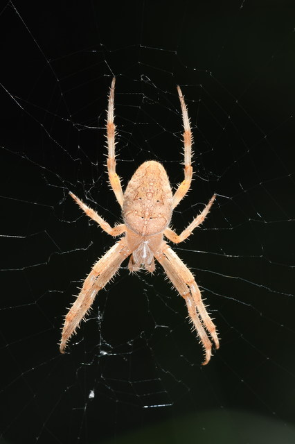 Araneus diadematus - koronás keresztespók