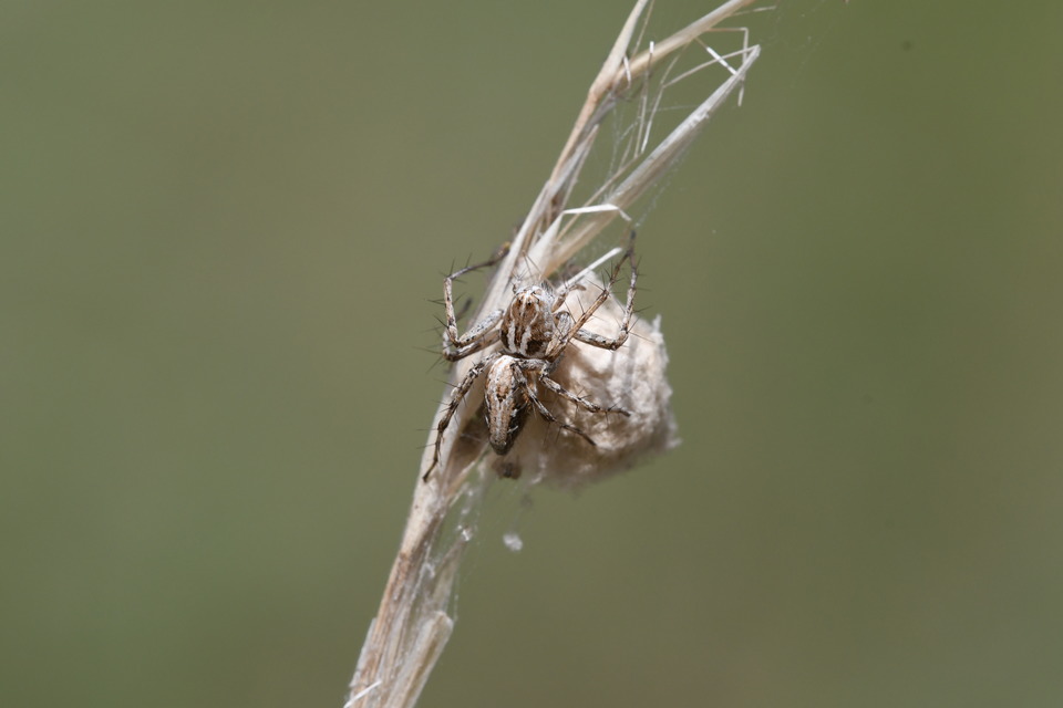 Oxyopes heterophthalmus - homoki hiúzpók