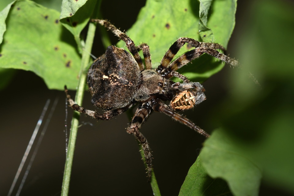 Araneus circe/angulatus