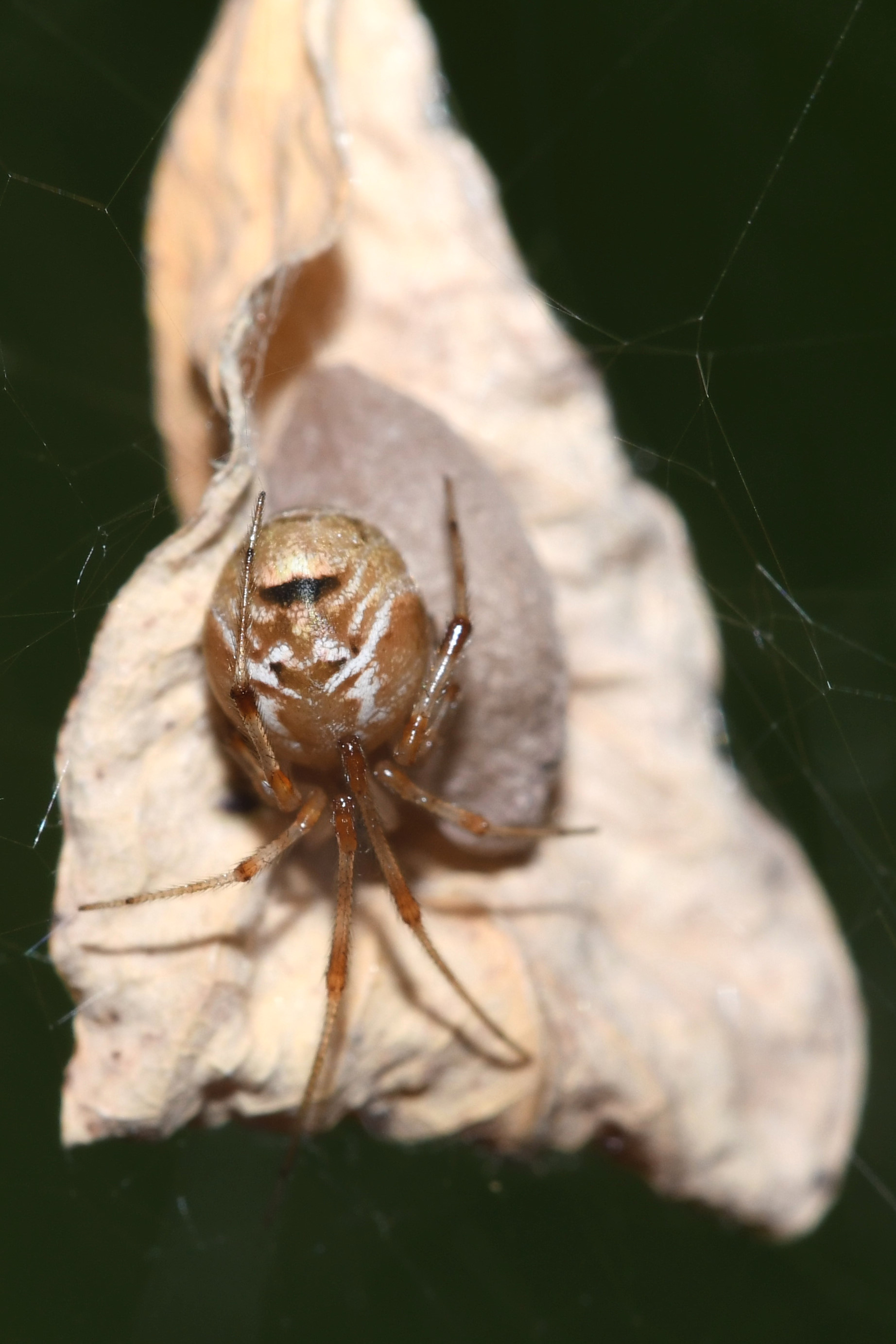 Parasteatoda simulans