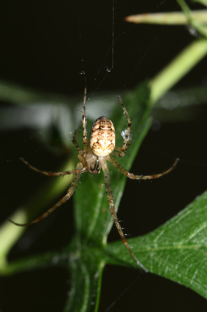 Metellina segmentata/mengei
