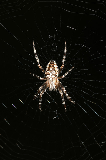 Araneus diadematus - koronás keresztespók