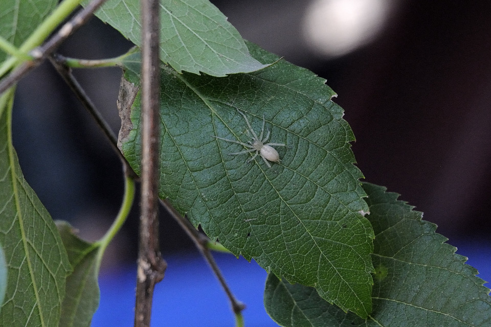 Cheiracanthium mildei - sárga dajkapók