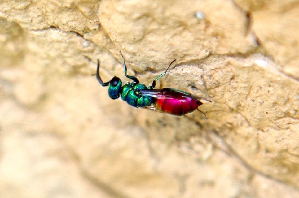 Chrysididae - fémdarazsak