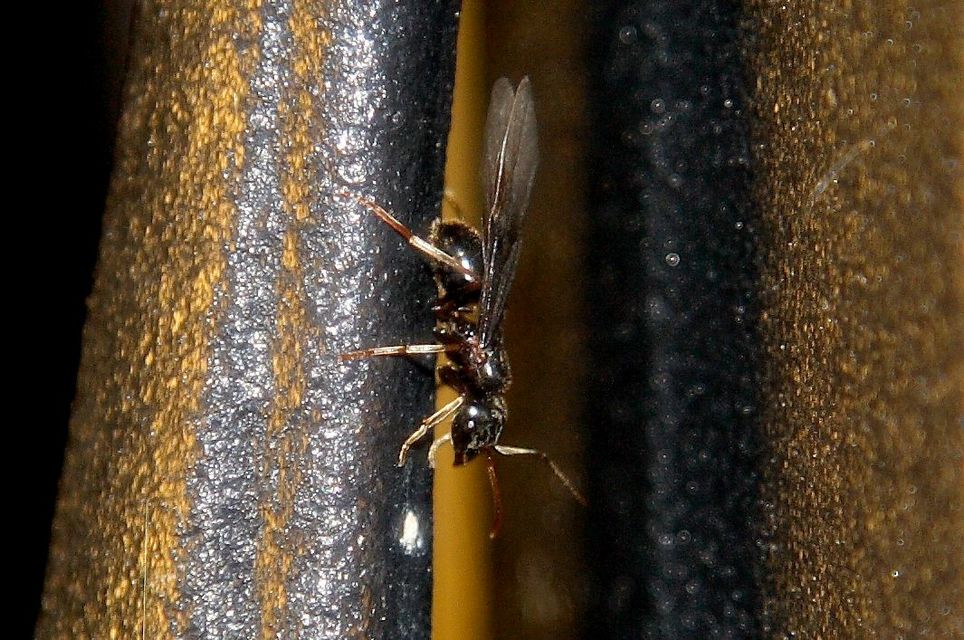 Lasius