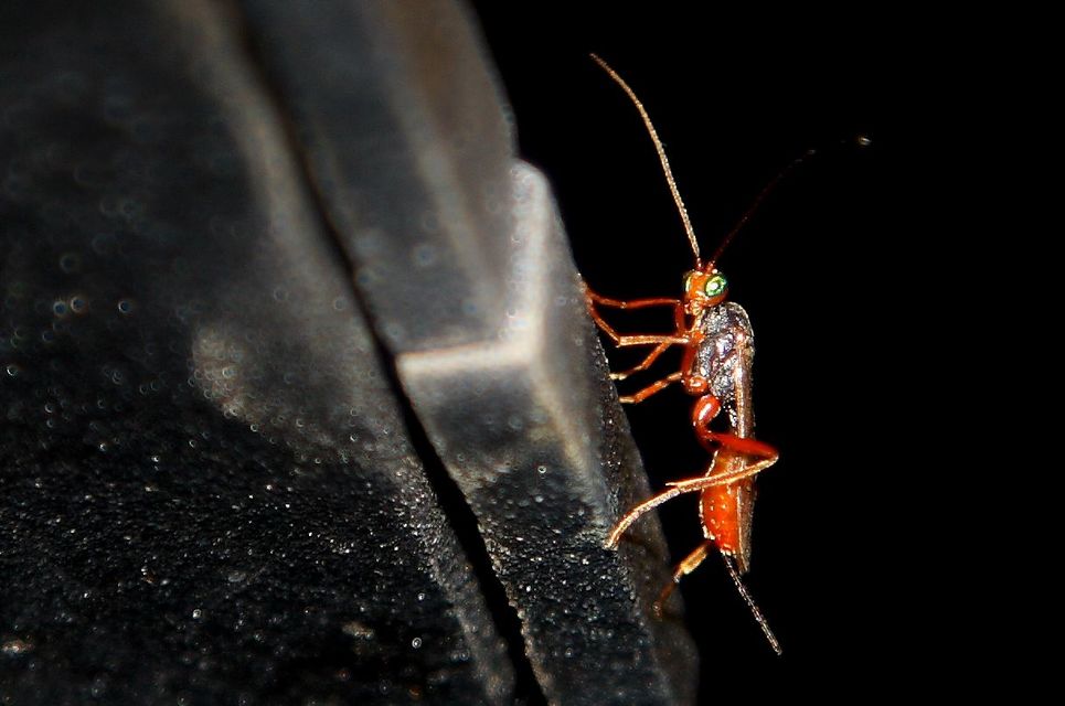 Braconidae - gyilkosfürkészek