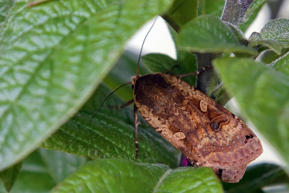 Noctua pronuba - nagy sárgafűbagoly